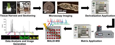 Toward Mass Spectrometry Imaging in the Metabolomics Scale: Increasing Metabolic Coverage Through Multiple On-Tissue Chemical Modifications